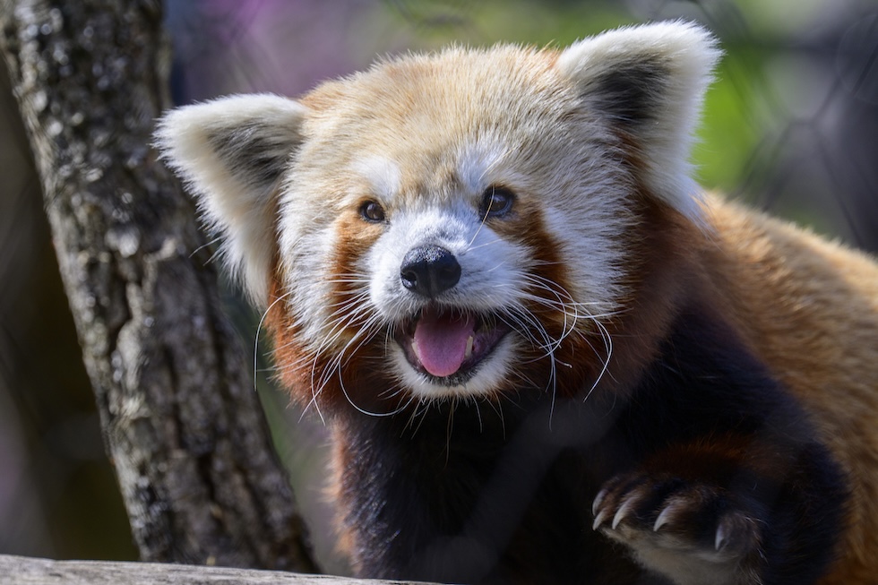 pandarosso-zoo.jpg